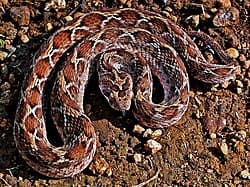 Most Dangerous Snakes in Australia